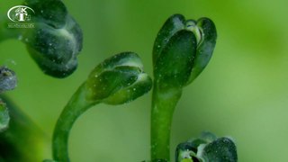 BROCCOLI and CAULIFLOWER under a microscope | BÔNG CẢI XANH và BÔNG CẢI TRẮNG (Súp lơ)  dưới kính hiển vi | Người Miền Quê-1