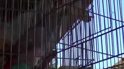 Geveze papağan herkesin ilgi odağı oldu!