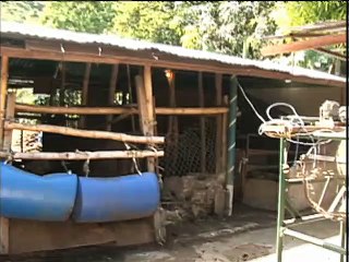 Historia de Vida | Lisbeth, Juan y su hijo son ejemplo de producción comunal agropecuaria