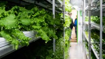 Squamish Nation Using Hydroponic Farm To Tackle Food Insecurity