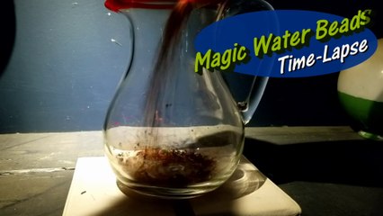 Watching Magic Water Beads Grow (Time-Lapse)