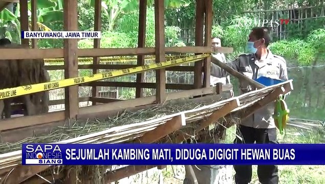 Geger Sejumlah Kambing Mati Diduga Digigit Hewan Buas di Banyuwangi Jatim