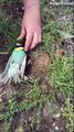 Choking Bird Rescued