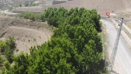 Tescilli dalbastı kirazında ürün kaybı