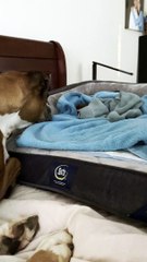 Rescued Boxer's Motherly Instincts Kick in For New Puppy