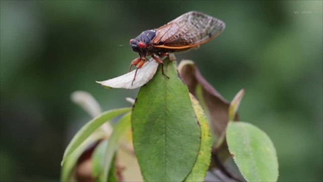 As Brood X Emerges, People Ponder Putting Cicada On The Menu