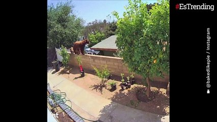 Joven defiende a sus perros luego de que una osa llegara con dos crías a su vivienda