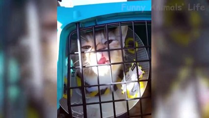  Best Funny Dogs  And Cats  Of The Month -Try Not To Laugh Challenge 2020