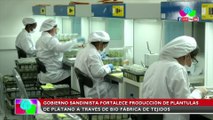 Gobierno Sandinista fortalece producción de plántulas de plátano a través de biofábrica de tejidos