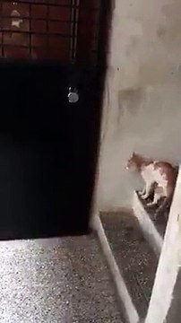 Kedinin yaptıkları herkesi şaşkına çevirdi