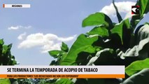 Se termina la temporada de acopio de tabaco en Misiones y para los productores “los resultados no son los esperados”