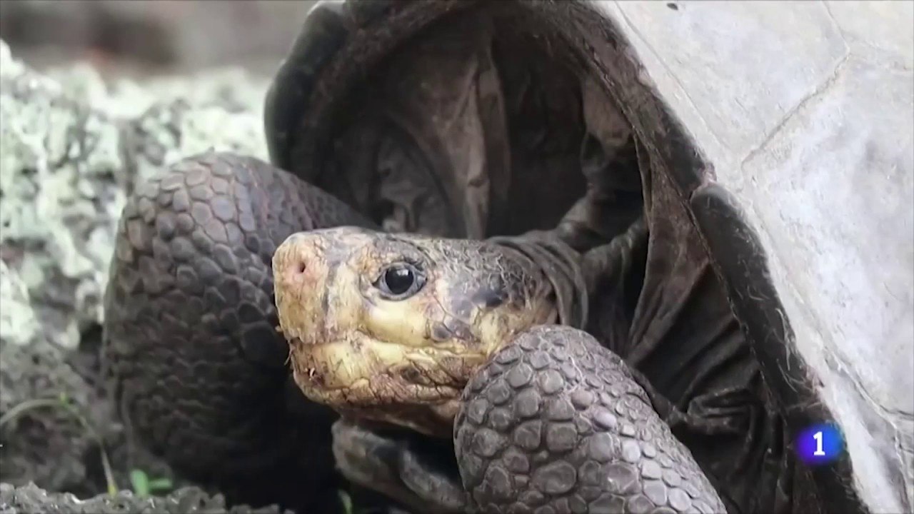 Islas Galápagos: encuentran una tortuga que se creía extinta