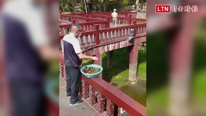 淨化兼復育改善優養化 南投麒麟潭野放500公斤田蚌