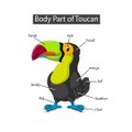 Body parts of birds