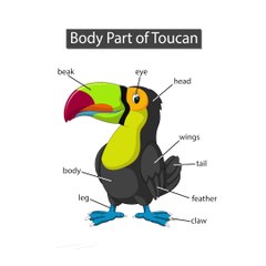 Bird Body Parts for Kids 🐦