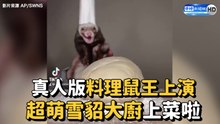 真人版料理鼠王上演 超萌雪貂大廚上菜啦