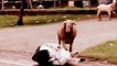 Funny Animals Videos  _ Funny Videos of Animals - GIRLS ATTACKED BY ANIMALS!!! ( 720 X 1280 )