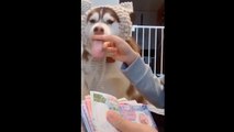 Cute, Lovely and Funny Pets_Funny Animals Videos_Comedy Videos_The Best Funny Videos_Top Comedy ( 720 X 1280 )