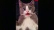 OMG So Cute Cats _hearts_ Best Funny Cat Videos 2021 _ Pets Garden ( 1080 X 1920 )
