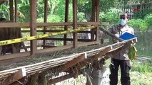 Ternak Mati Misterius Dengan Luka Gigitan di Banyuwangi