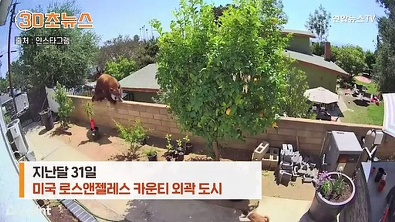 [30초뉴스] 반려견 구하려…맨손으로 곰 쫓아낸 17세 소녀