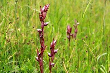 Erfelek'te salep yetiştiriciliği başladı