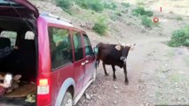 Buzağıyı vermek istemeyen inekler yolu kesti