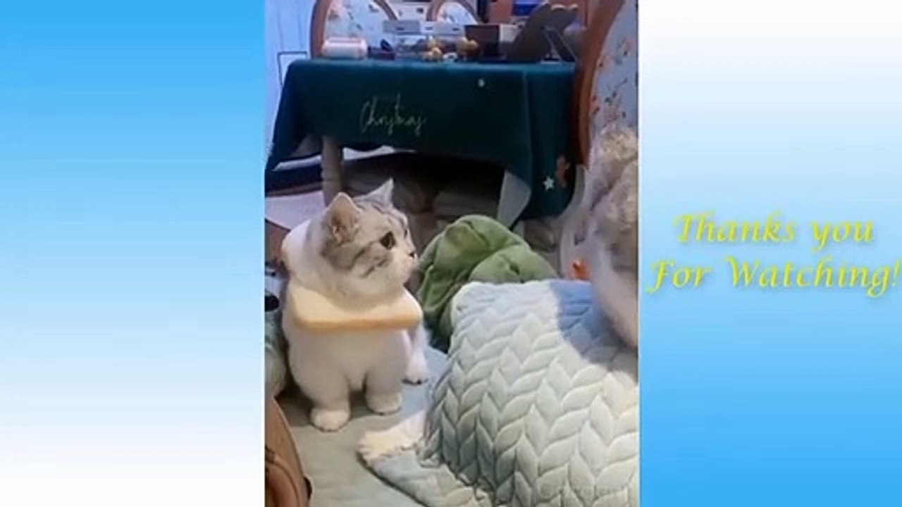Cute Pets And Funny Animals video Compilation #3