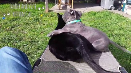 Adorable Dogs And Cats Playing Together -  Funny Dog And Cat Videos