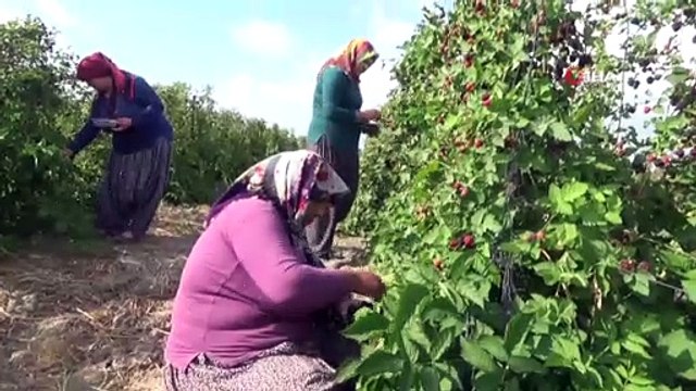 Hobi için ektiği böğürtlen kazanç kapısı oldu