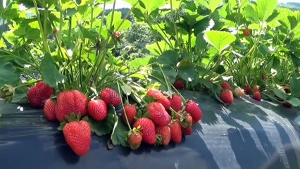Eşine destek olmak için başladı, köylü kadınlara örnek oluyor