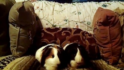 CAVIA PORCELLUS TURMERIC PARSLEY 102_4904