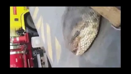 Dünyanın en büyük yılanı inşaatta yakalandı