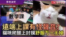 遠端上課有怪聲音？ 貓咪爬腿上討拍「舒服到ㄎㄧㄤ掉」
