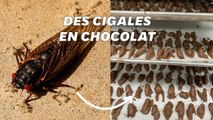 L’invasion de cigales aux États-Unis, une aubaine pour cette confiserie