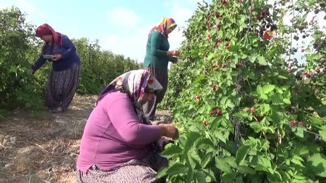Son dakika haber: Hobi için ektiği böğürtlen kazanç kapısı oldu