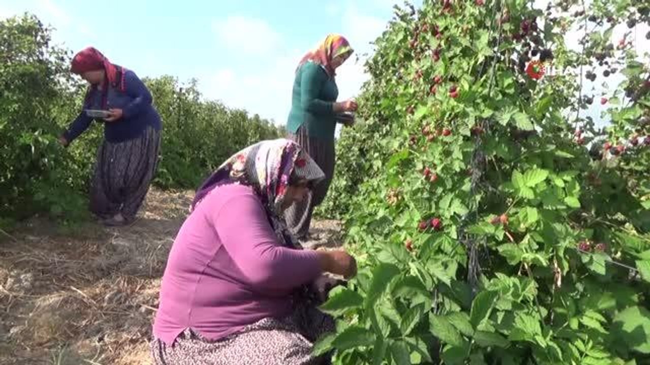 Son dakika haber: Hobi için ektiği böğürtlen kazanç kapısı oldu