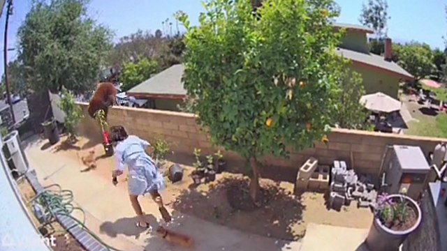 Une adolescente se jette sur un ours pour protéger ses chiens