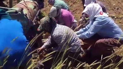 Son tütün fideleri toprakla buluşuyor