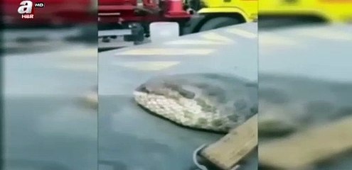 Devasa yılan hayrete düşürdü!