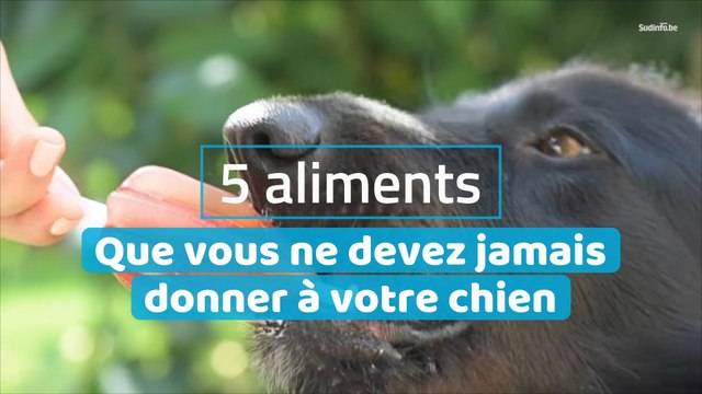5 aliments que vous ne devez jamais donner à votre chien