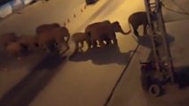 Chine : un troupeau d'éléphants sauvages se promènent en ville