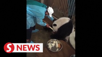 Download Video: Malaysia welcomes third giant panda cub at zoo conservation centre