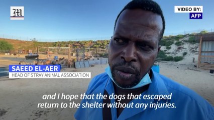 In Gaza, loss or injury to beloved pets add to grief and trauma