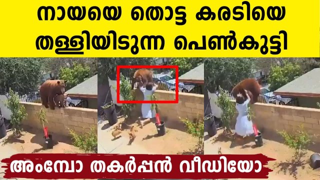 Video Shows Teen Pushing Bear Off Wall To Save Her Dogs: Watch