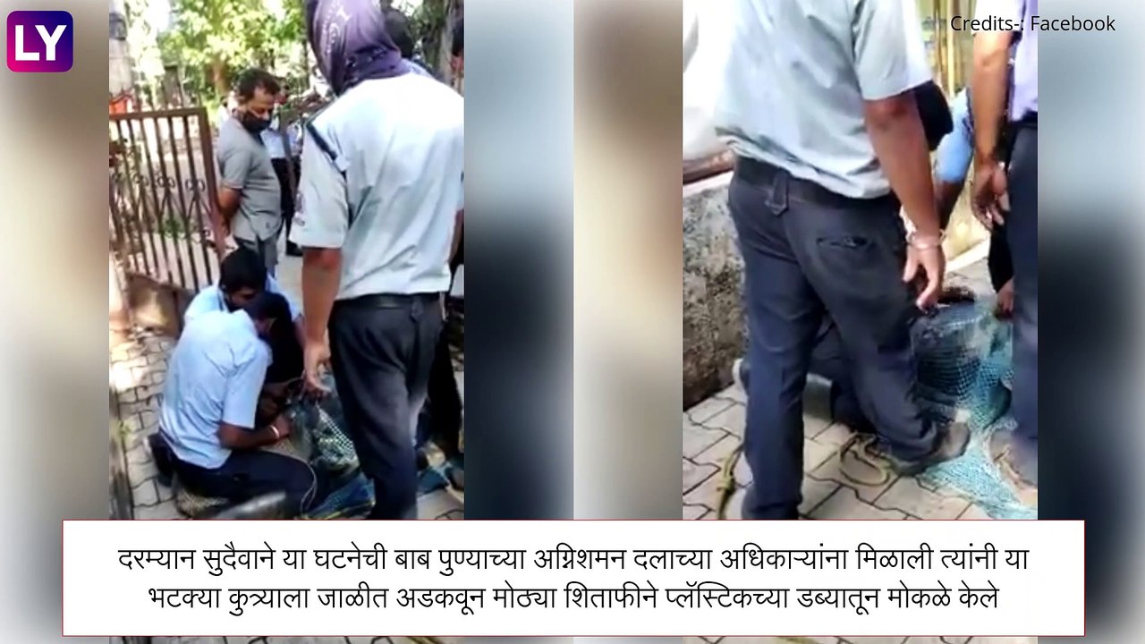 अग्निशमन दलाच्या जवानांनी केली प्लास्टिकच्या डब्यात तोंड अडकलेल्या कुत्र्याची सुटका; पाहा व्हिडिओ