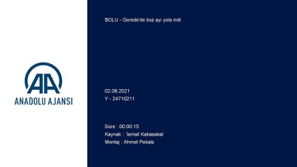 BOLU - Gerede'de boz ayı yola indi