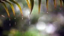 Raindrops - Relaxing Piano Music with Tropical Rain Sounds for Sleeping