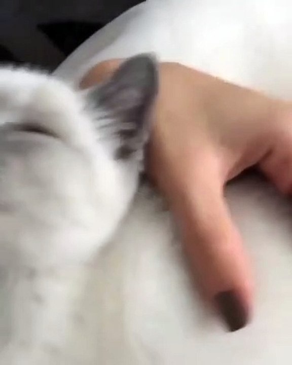 Que c'est bon ce chaton