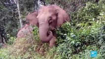Éléphants errants en Chine : un troupeau parcourt seul tout le sud-ouest